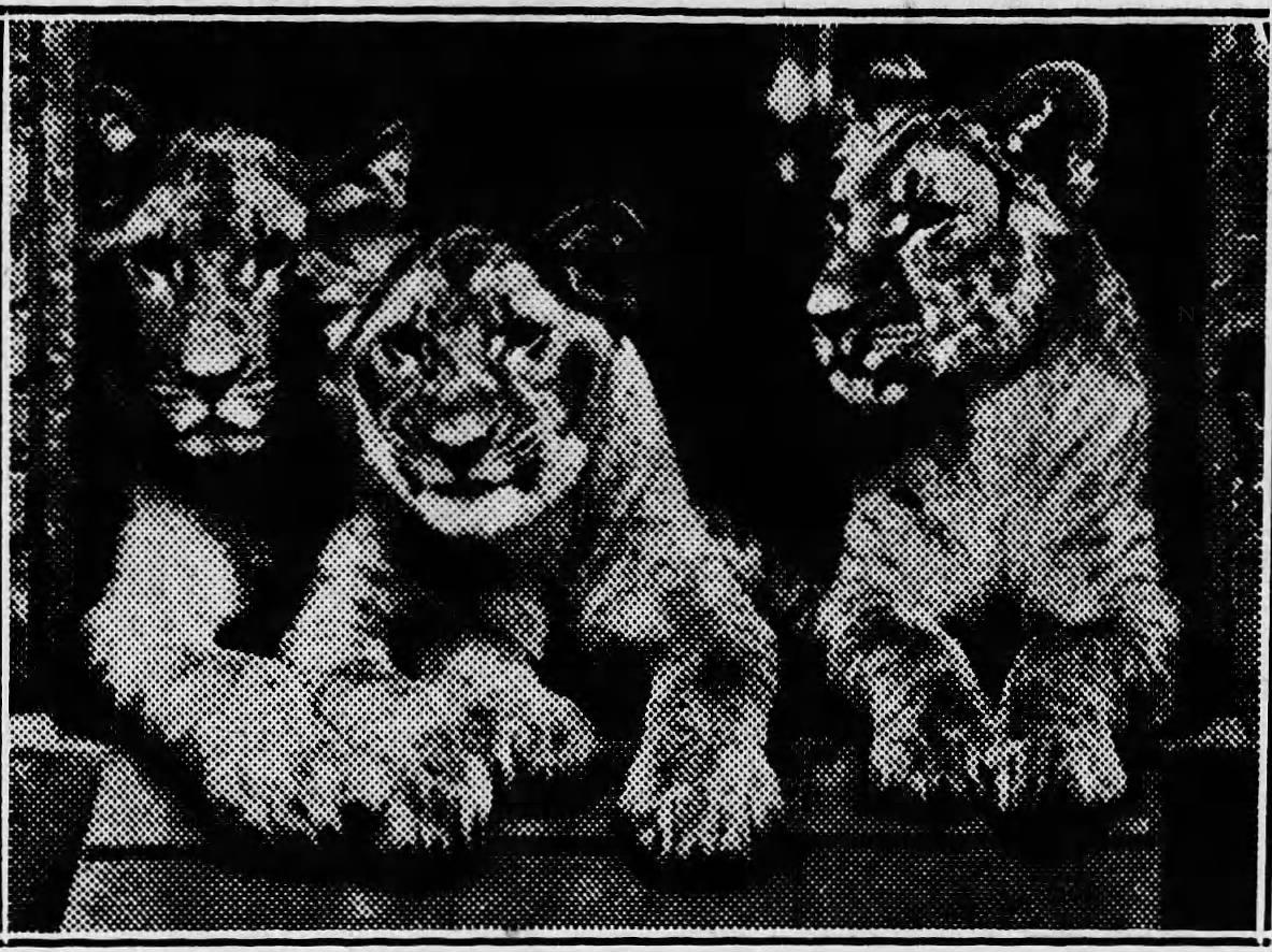 Sammy, Jane, and Sue