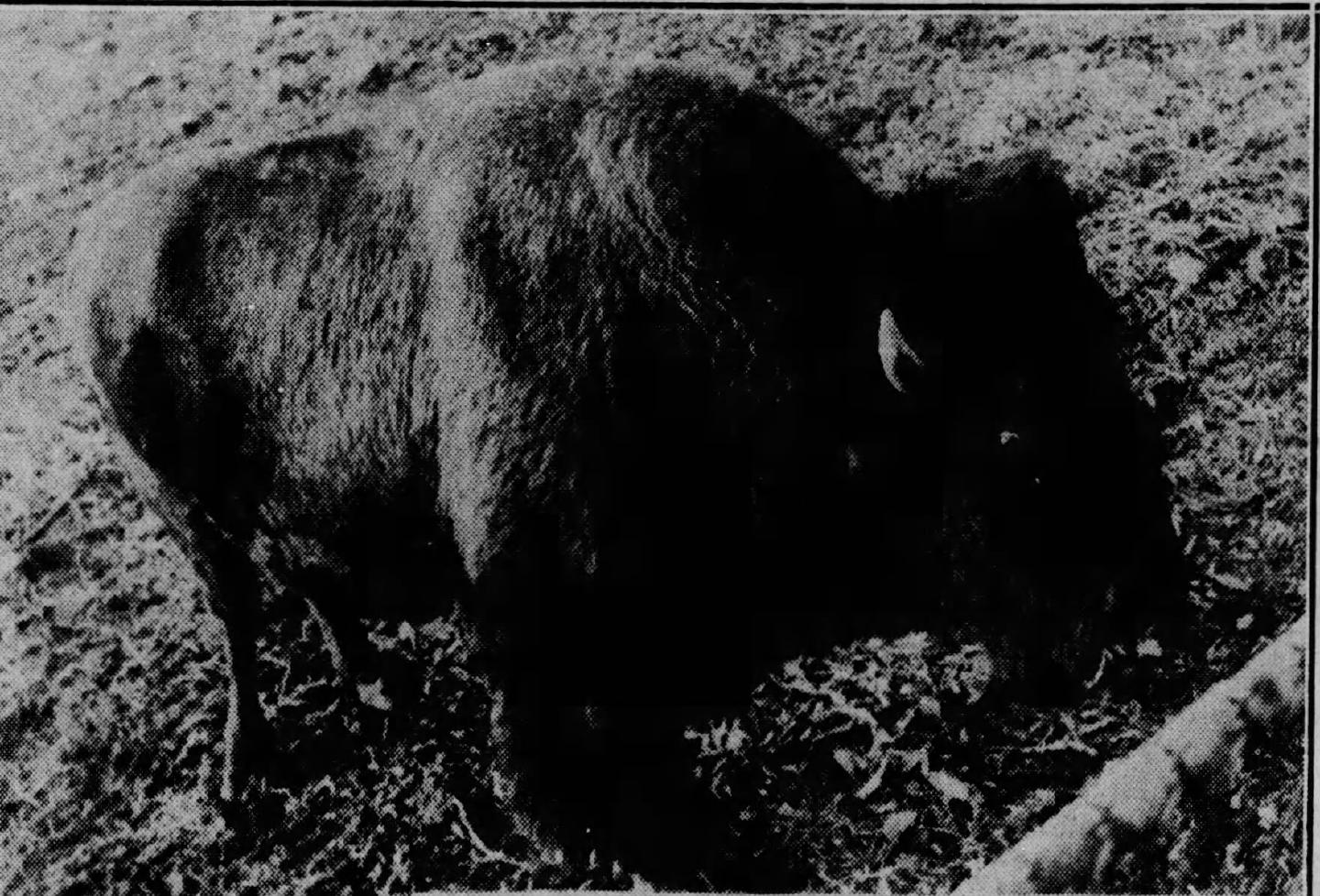 Bison